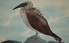watercolor painting bird, Galapagos