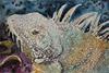 watercolor wax resist painting Iguana Galapagos
